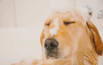 PIOLHO DE CACHORRO: COMO TRATAR E PREVENIR? PIOLHO DE CACHORRO: COMO TRATAR E PREVENIR?