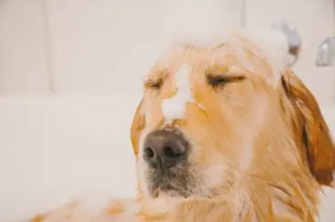 PIOLHO DE CACHORRO: COMO TRATAR E PREVENIR?