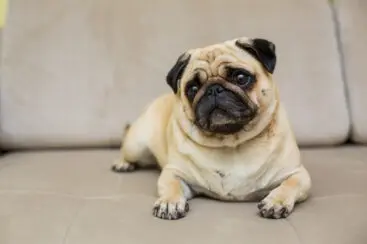 Como emagrecer um cachorro ou gato?