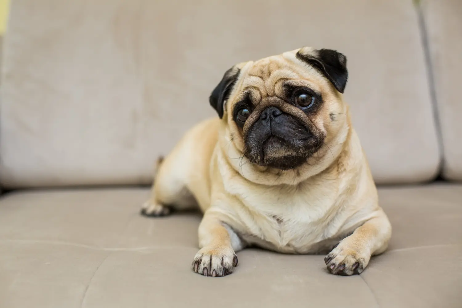 Como emagrecer um cachorro ou gato?