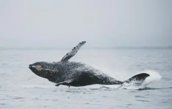 Os melhores destinos para a observação de baleias no litoral brasileiro