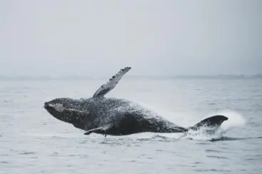 Os melhores destinos para a observação de baleias no litoral brasileiro