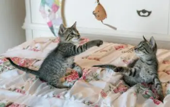 Ideias criativas para criar uma decoração pet-friendly em casa Ideias criativas para criar uma decoração pet-friendly em casa