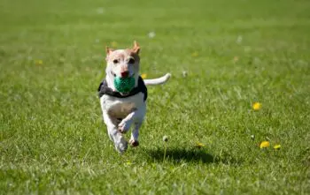 O que não pode faltar na rotina de um cão? O que não pode faltar na rotina de um cão?
