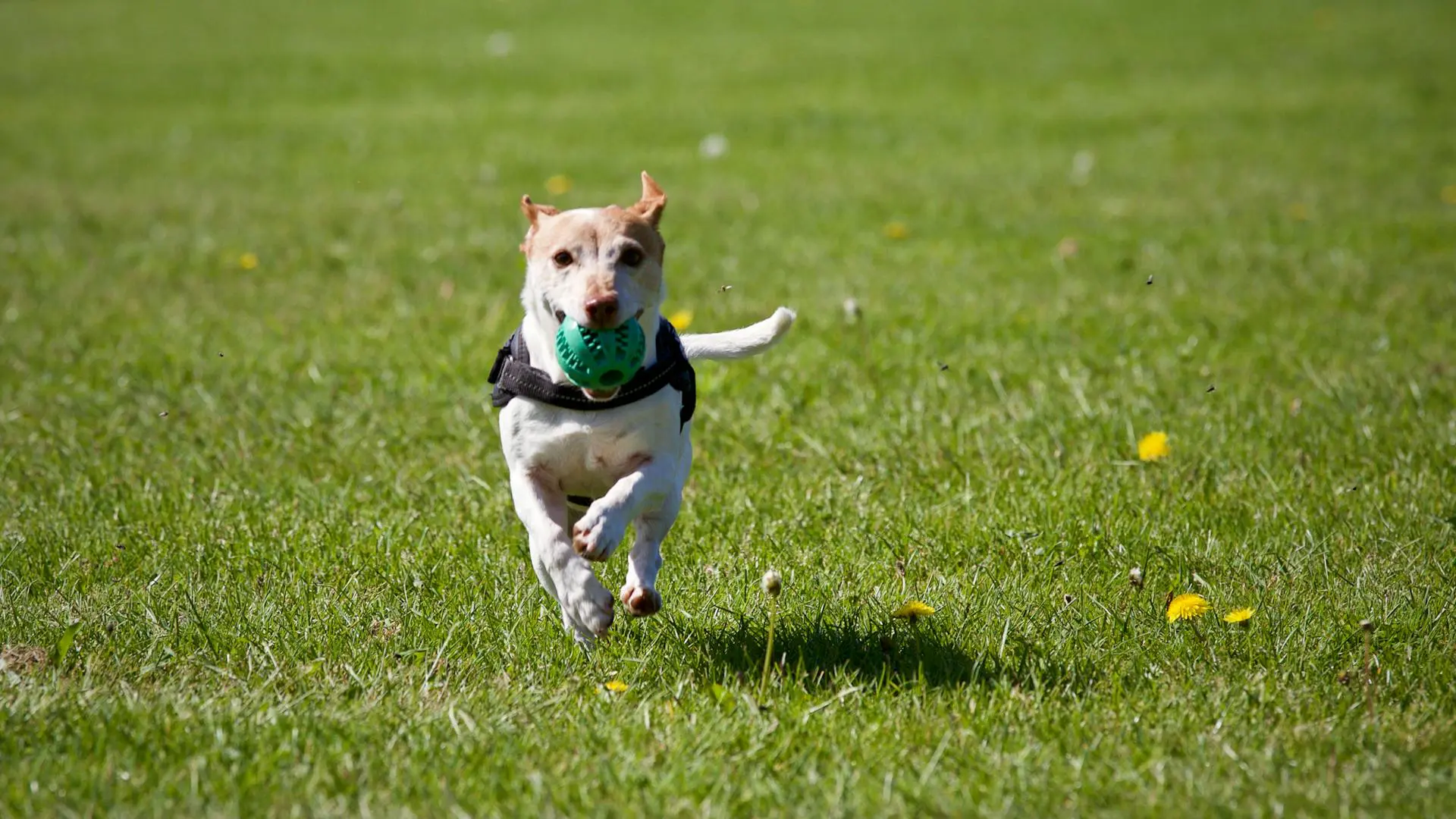 O que não pode faltar na rotina de um cão?