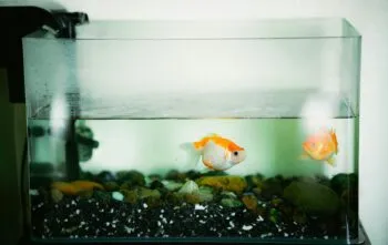 Como montar um aquário e manter um ecossistema saudável em casa? Como montar um aquário e manter um ecossistema saudável em casa?