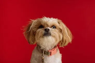 Raça, porte, idade: quais fatores considerar para escolher ração para cães?