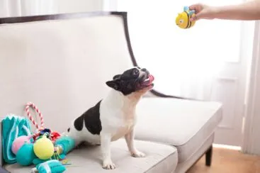 Quais brinquedos fazem a diferença para enriquecer o ambiente do seu pet?