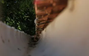 Problemas comuns em calhas e rufos mal instalados Problemas comuns em calhas e rufos mal instalados