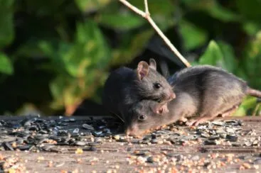 População urbana em alta favorece proliferação de ratos, aponta estudo