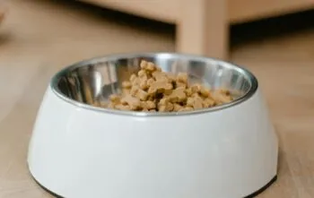 Diferenças entre alimentação seca e úmida para felinos Diferenças entre alimentação seca e úmida para felinos