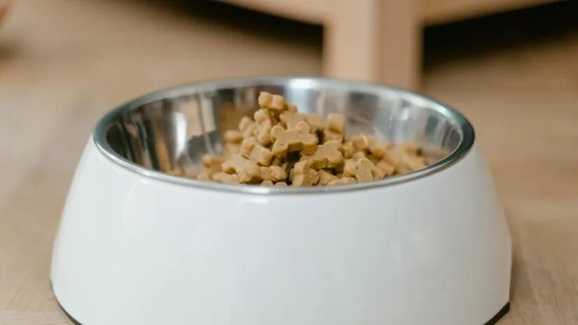 Diferenças entre alimentação seca e úmida para felinos Diferenças entre alimentação seca e úmida para felinos